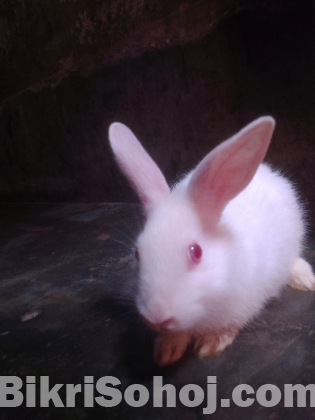 খরগোশ বিক্রি হবে